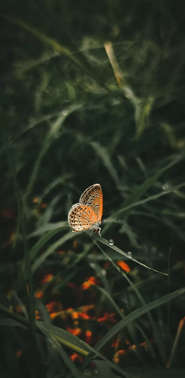 Photo of Noamundi By Sejal Lakra 