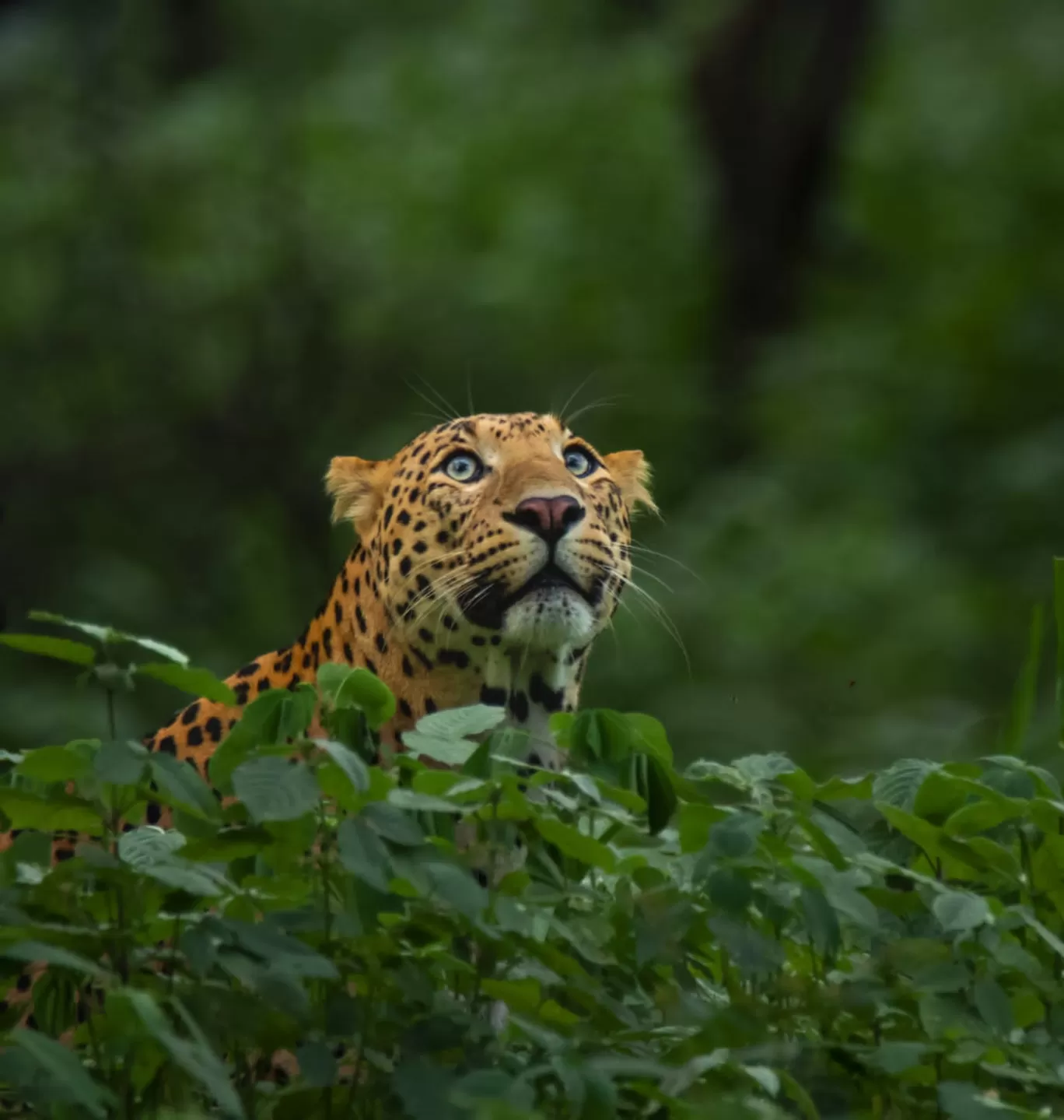 Photo of Jhalana Leopard Safari Park By Ritu 
