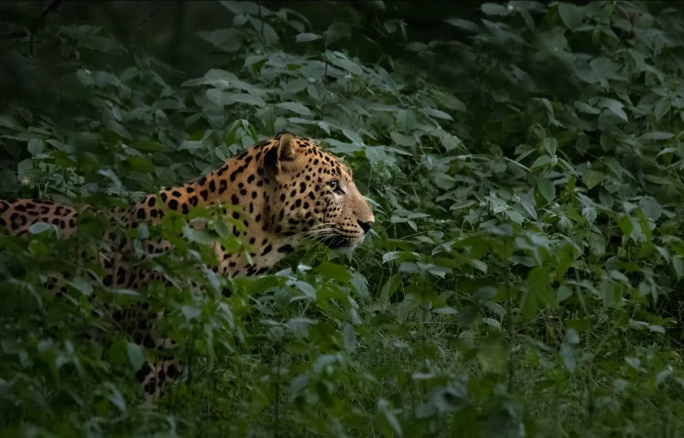 Photo of Jhalana Leopard Safari Park By Ritu 