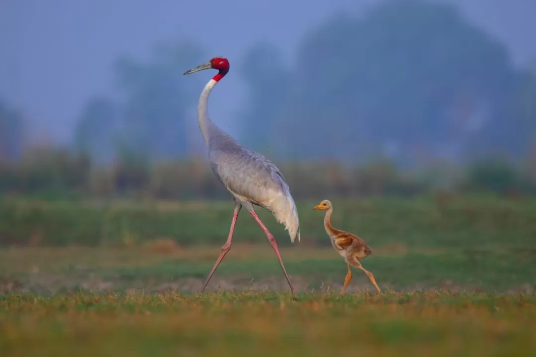 Photo of Dhanauri Wetlands By Ritu 