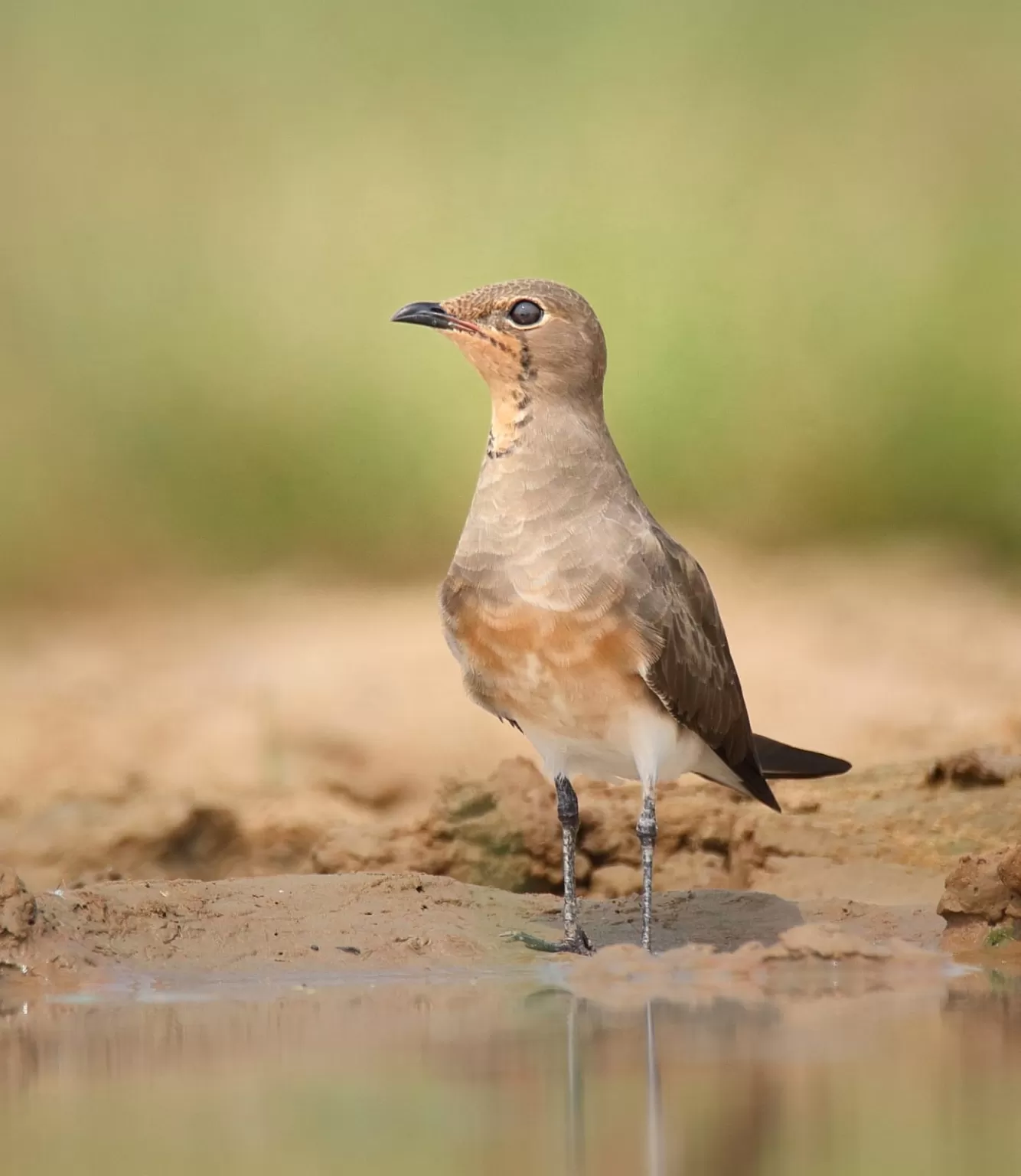 Photo of Dhanauri Wetlands By Ritu 