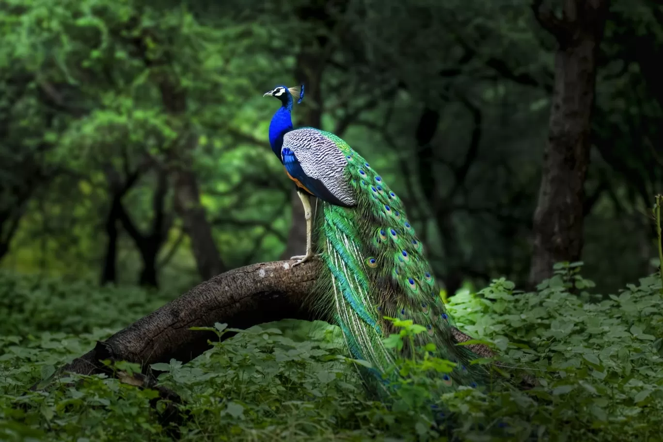 Photo of Dhanauri Wetlands By Ritu 