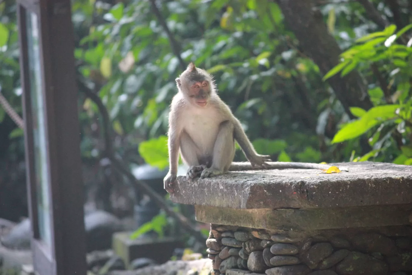 Photo of Monkey Forest By Dhaval Shah