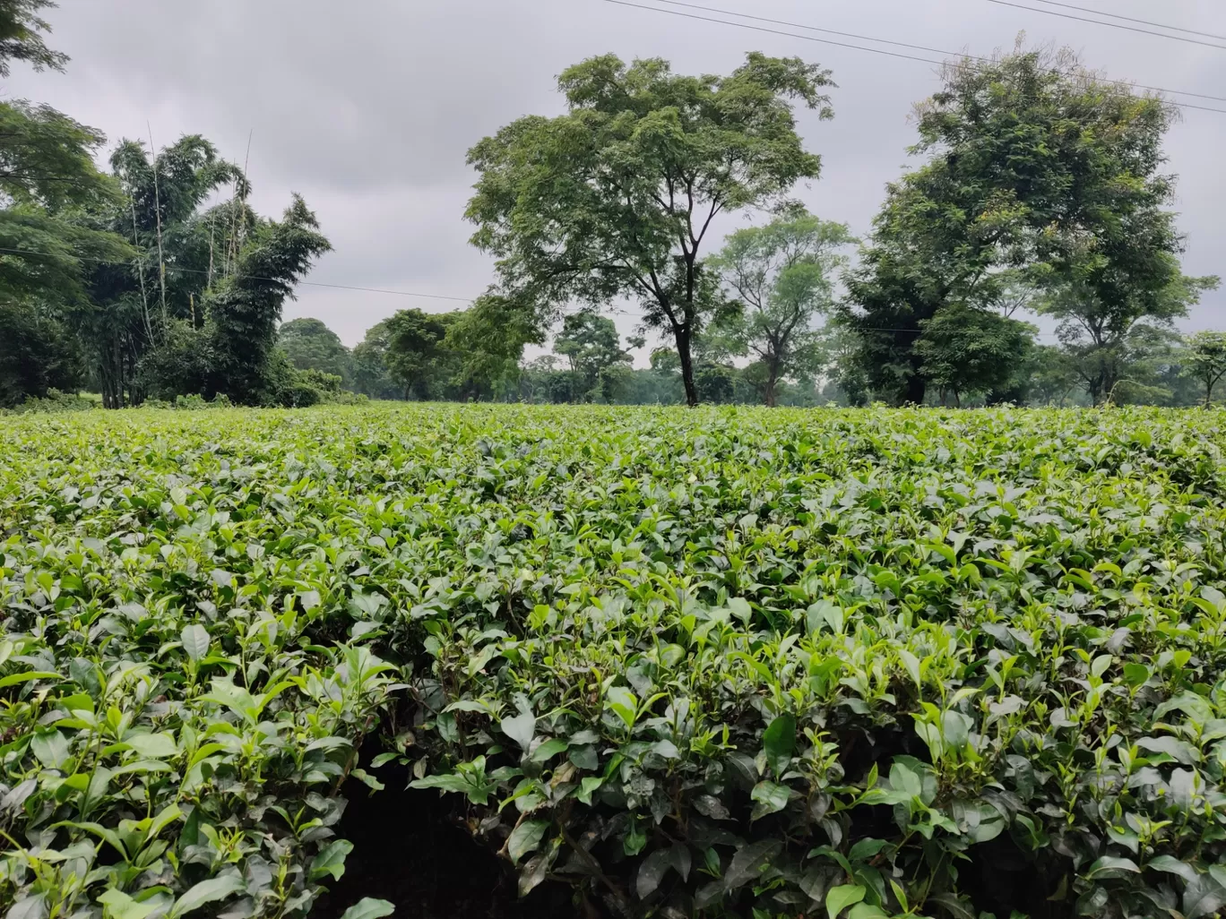 Photo of North Bengal By Arijit Chatterjee