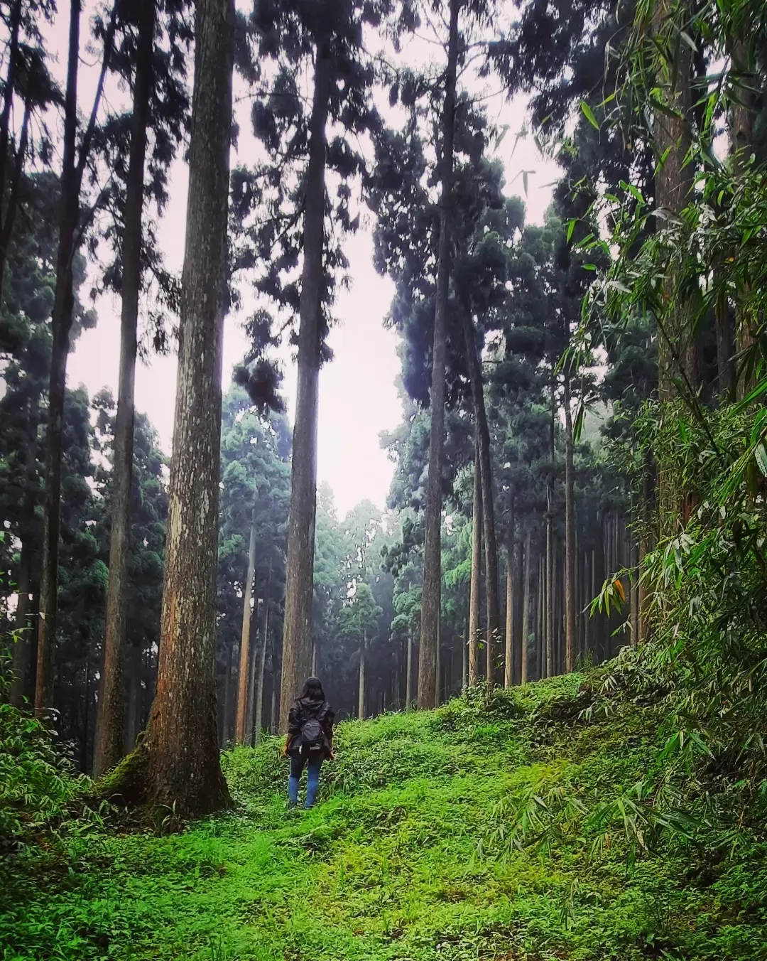 Photo of Darjeeling By Ankita Sinha