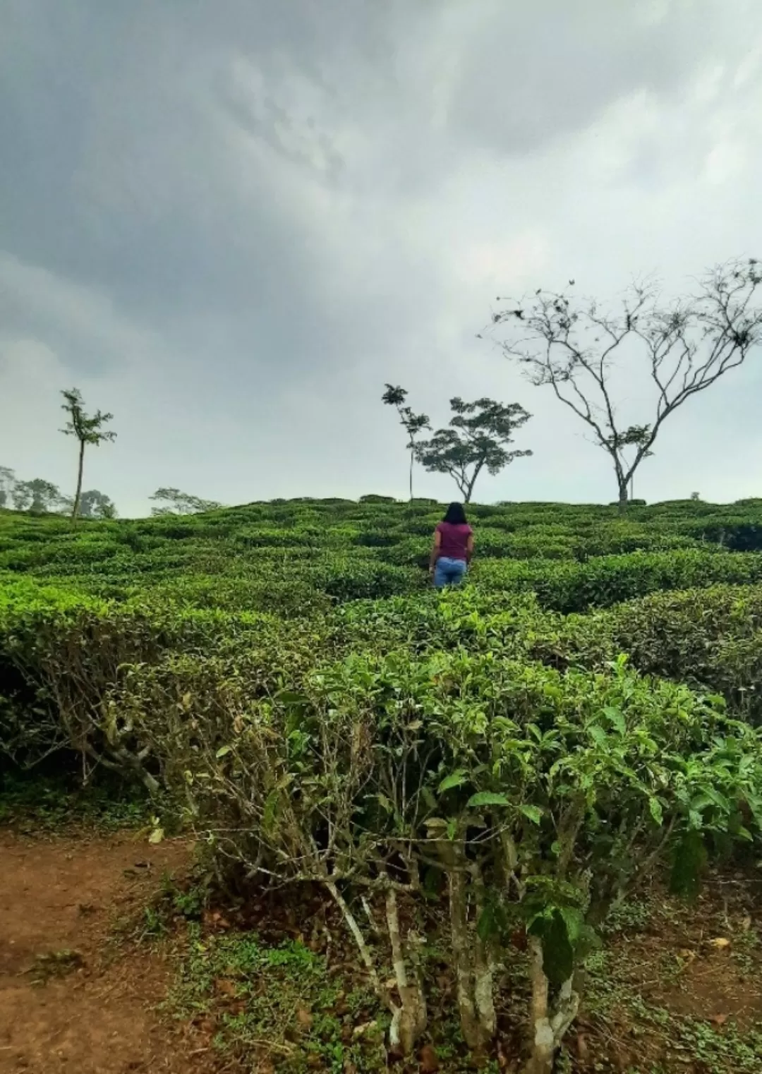 Photo of Darjeeling By Ankita Sinha