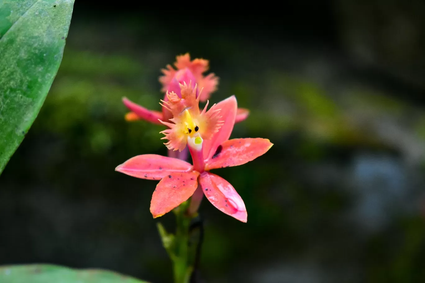 Photo of Kaziranga National Orchid and Biodiversity Park By Ajinkya_k