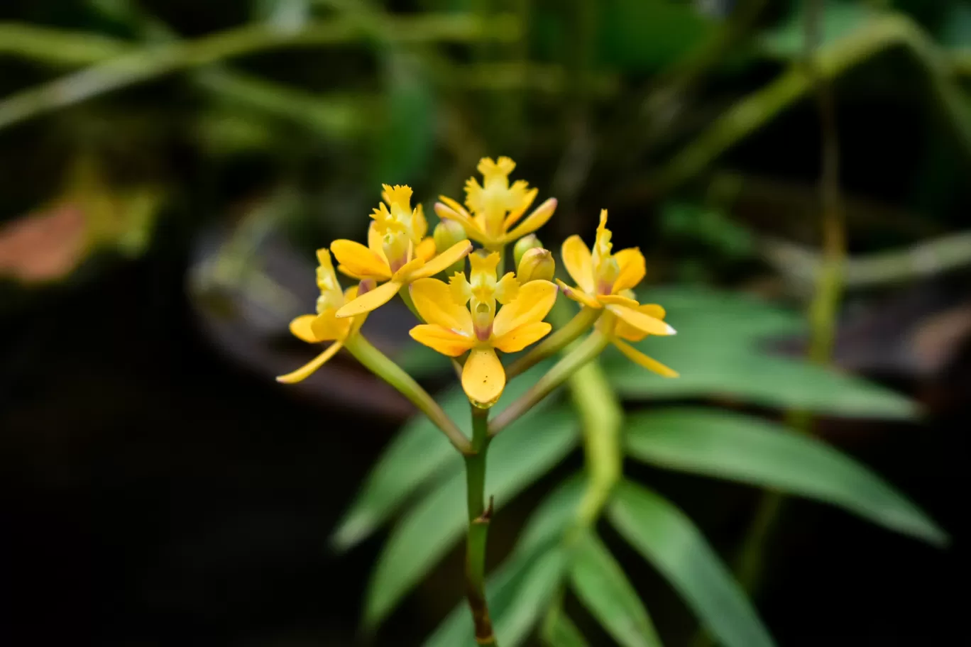 Photo of Kaziranga National Orchid and Biodiversity Park By Ajinkya_k