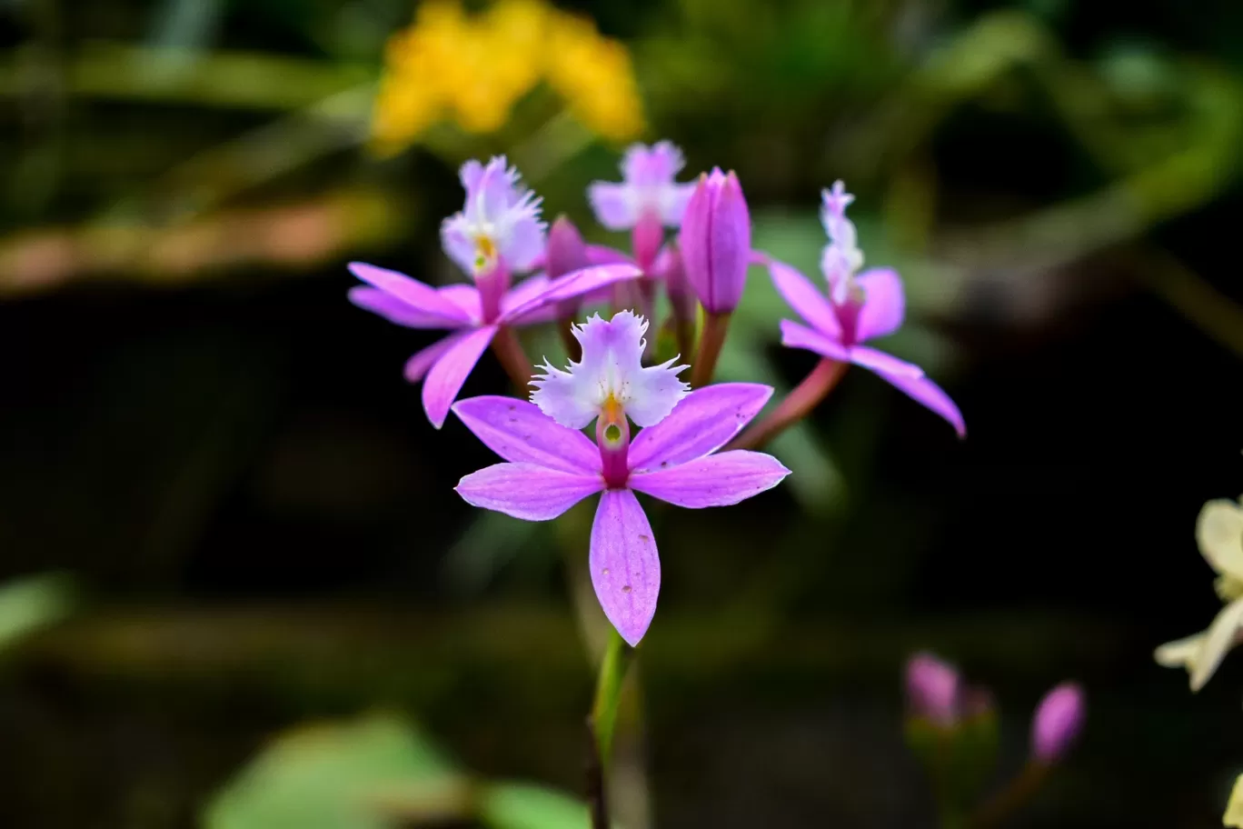 Photo of Kaziranga National Orchid and Biodiversity Park By Ajinkya_k