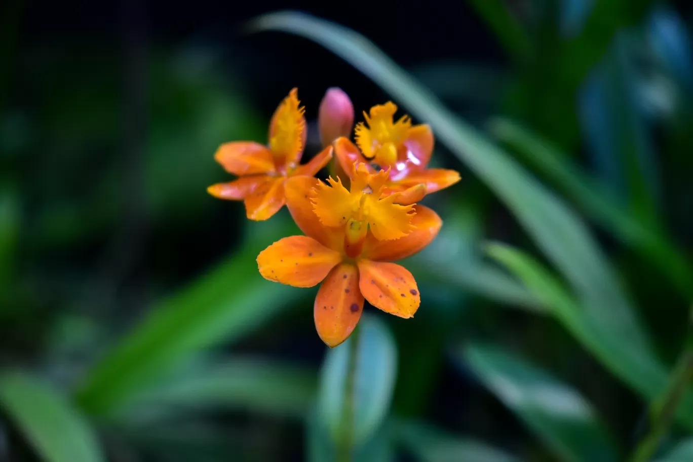 Photo of Kaziranga National Orchid and Biodiversity Park By Ajinkya_k