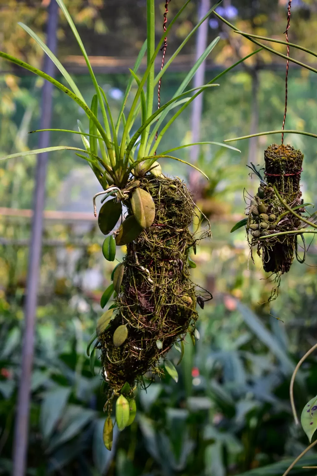 Photo of Kaziranga National Orchid and Biodiversity Park By Ajinkya_k
