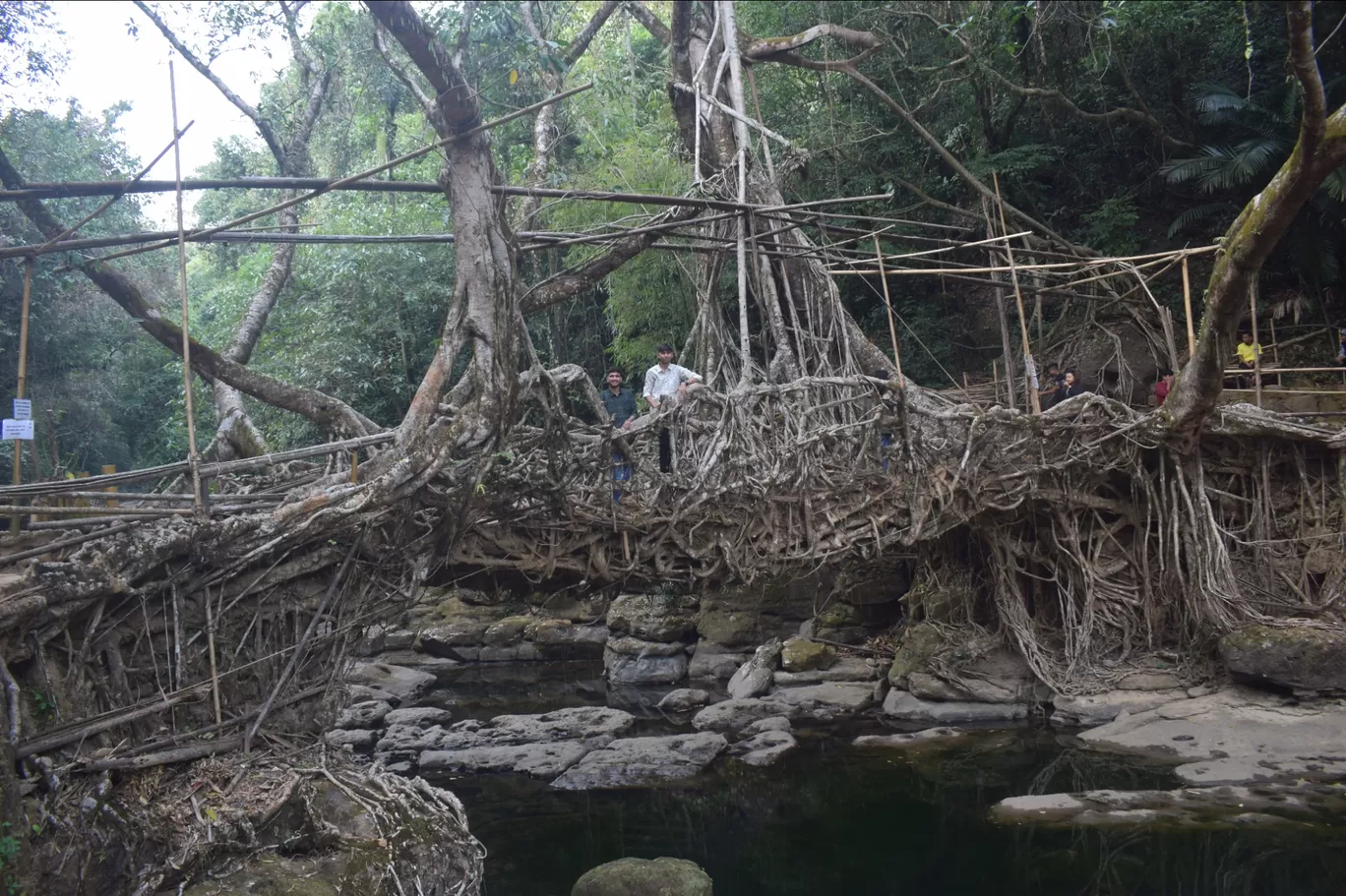 Photo of Double Decker Living Root Bridge By Ranveer Singh