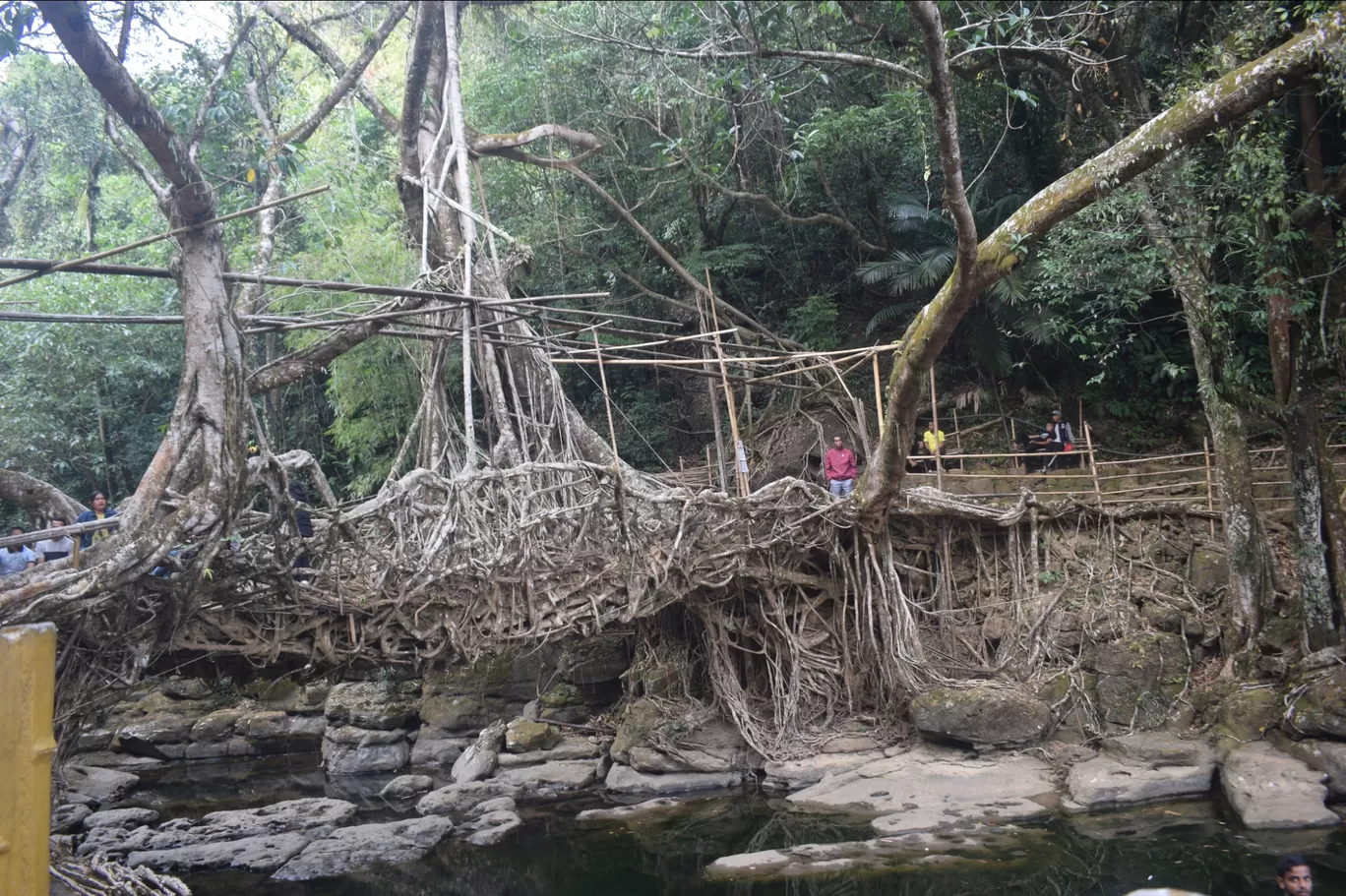 Photo of Double Decker Living Root Bridge By Ranveer Singh