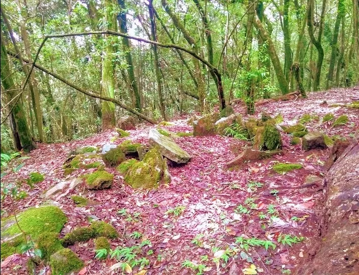 Photo of Mawphlang sacred Forest By yolo