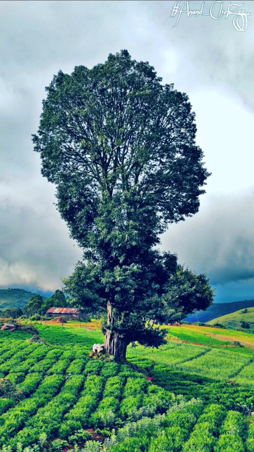 Photo of Ooty By Anand Raj V