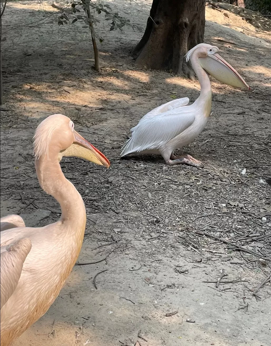Photo of Kanpur Zoological Park By Praveen kumar