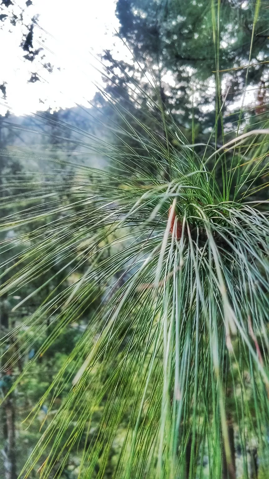 Photo of Mukteshwar By TripTacToe