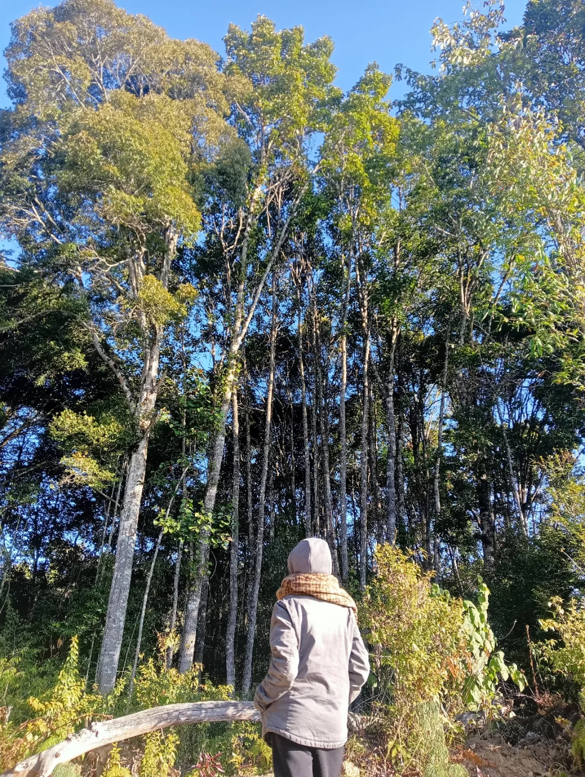 Photo of Ziro By taru yallu