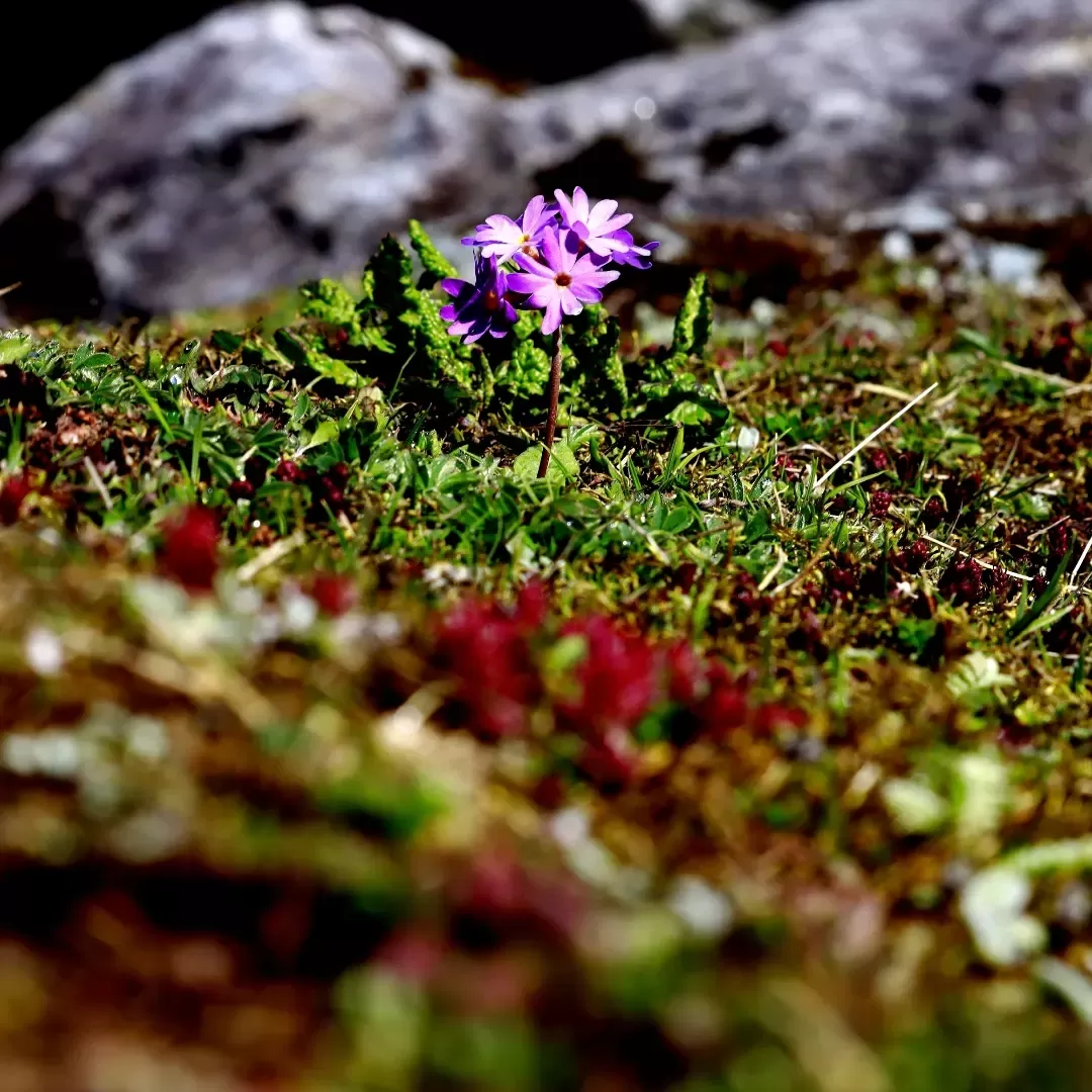 Photo of North Sikkim By Saha Swapan