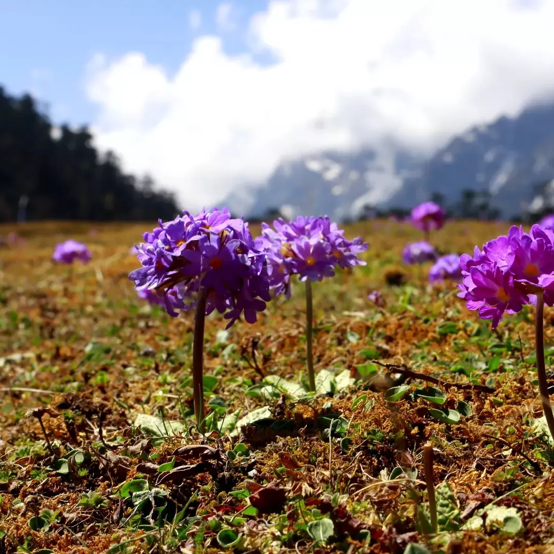 Photo of North Sikkim By Saha Swapan