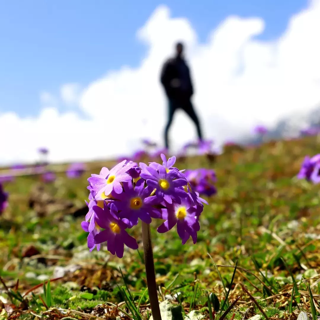 Photo of North Sikkim By Saha Swapan