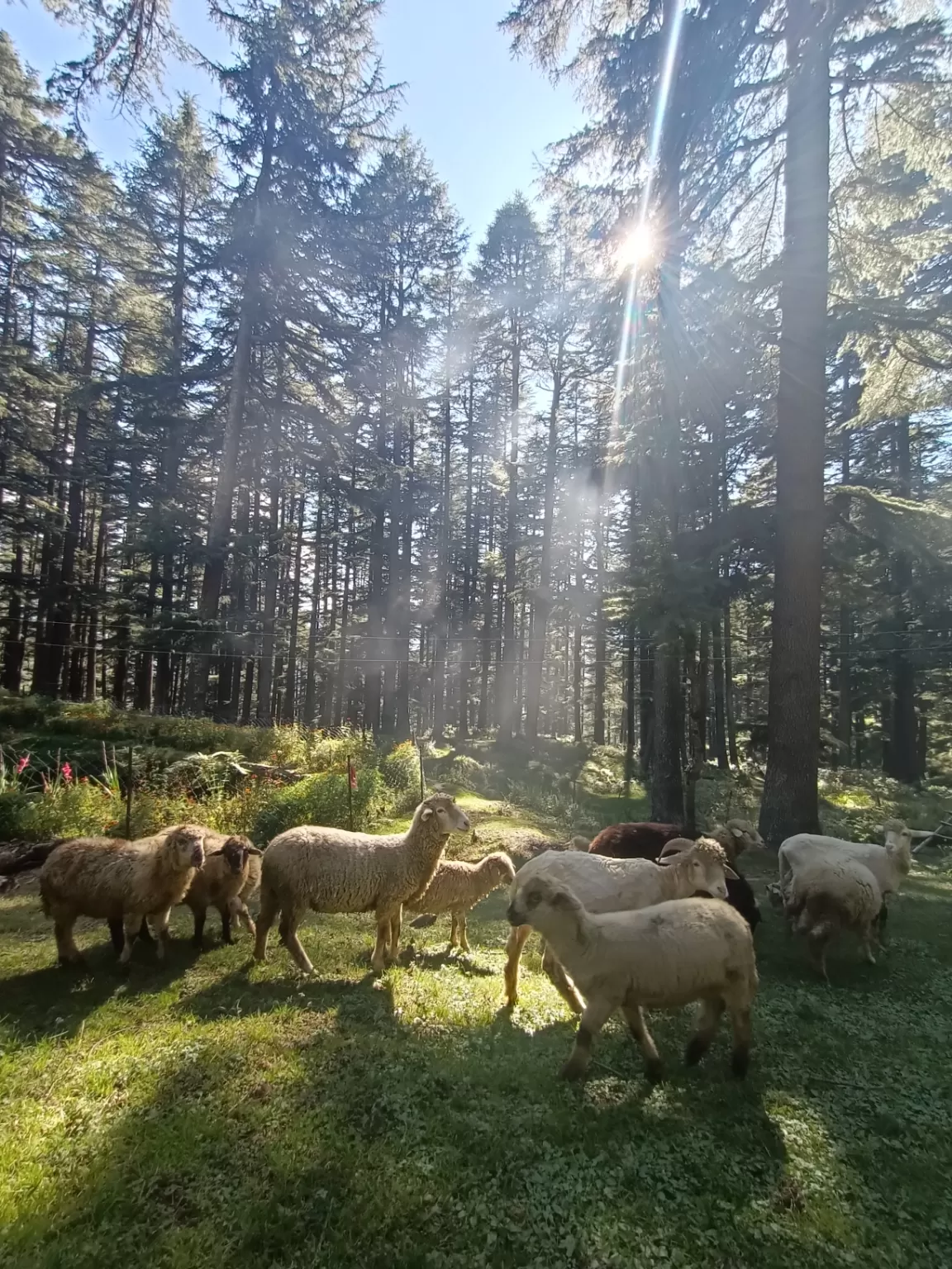 Photo of Jibhi By Prakriti Singh