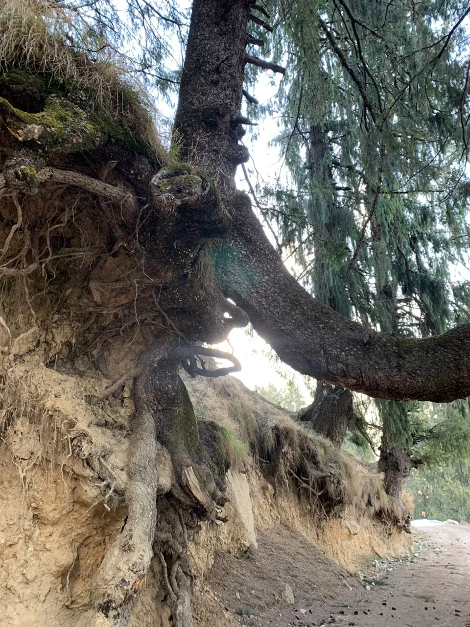 Photo of Rajgundha Valley Trek By Prakriti Singh