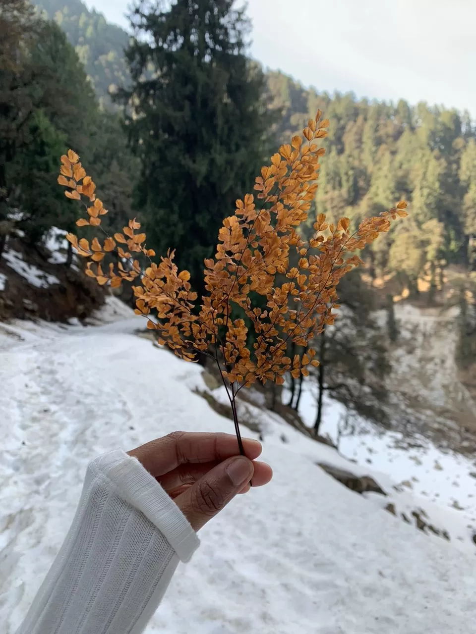 Photo of Rajgundha Valley Trek By Prakriti Singh