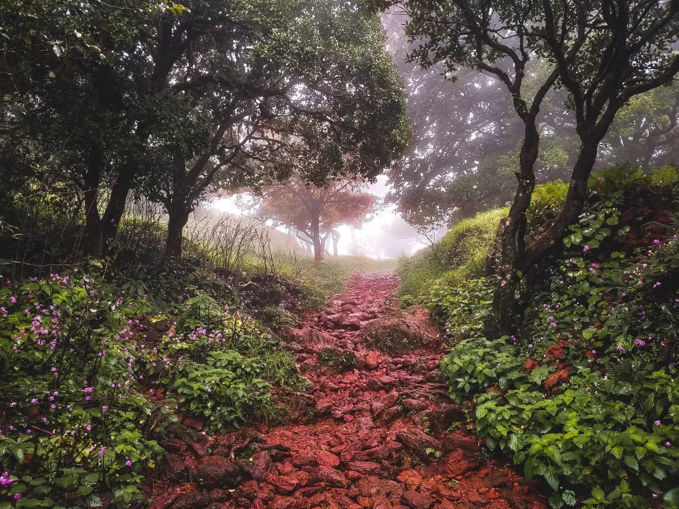 Photo of Kodachadri Hill By Swapnil Sai