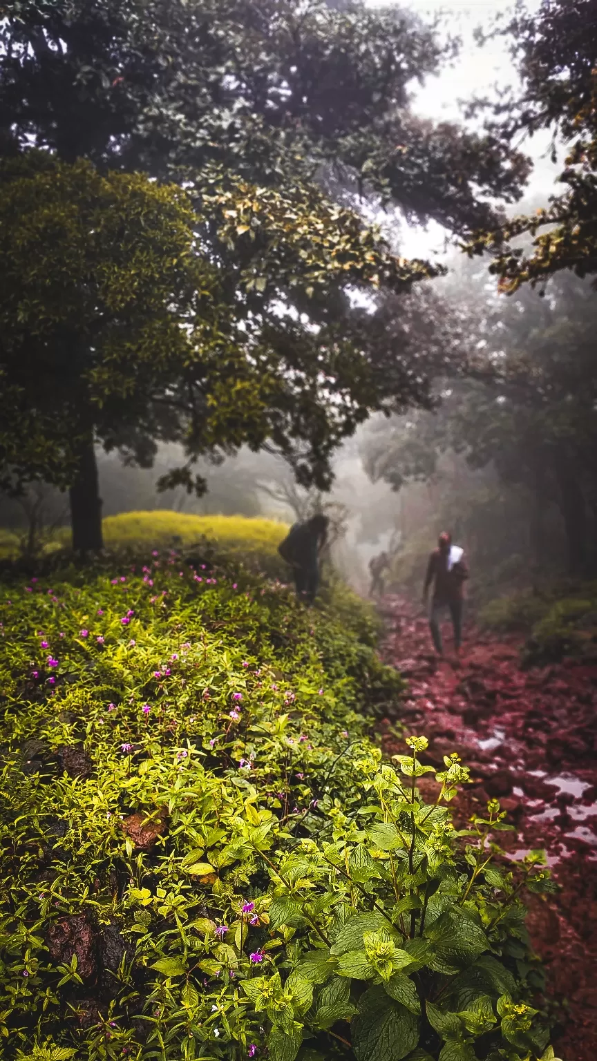 Photo of Kodachadri Hill By Swapnil Sai