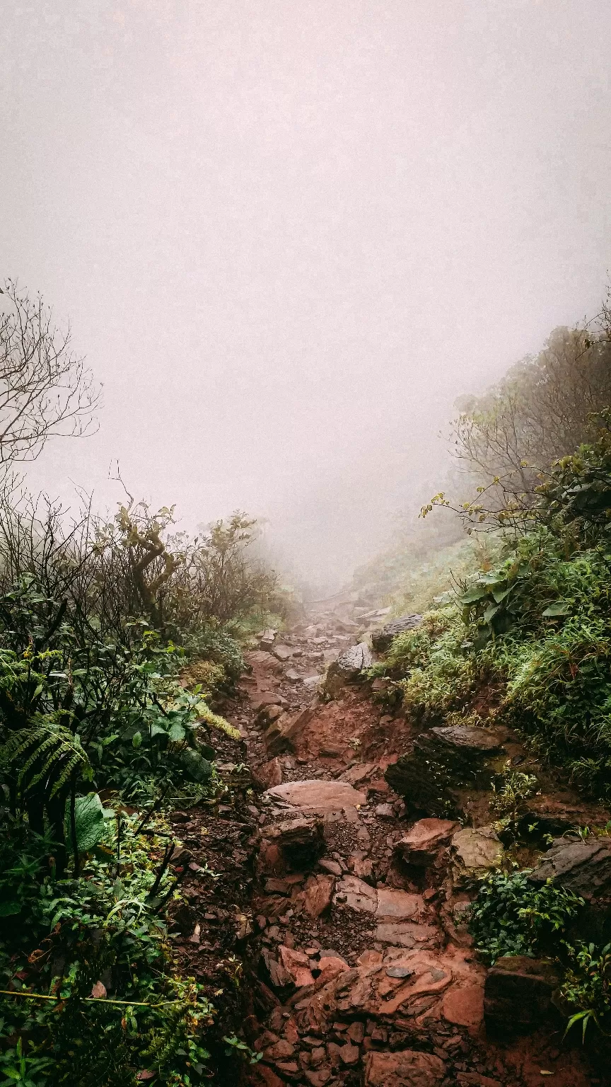 Photo of Kodachadri Hill By Swapnil Sai