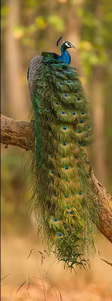 Photo of Kanha National Park By Nobin Ninan