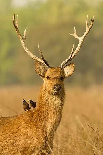 Photo of Kanha National Park By Nobin Ninan