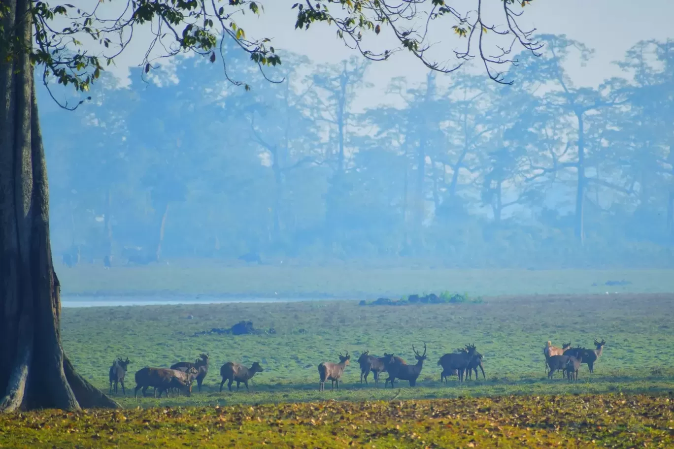 Photo of Kaziranga National Park By Junmoni Kalita