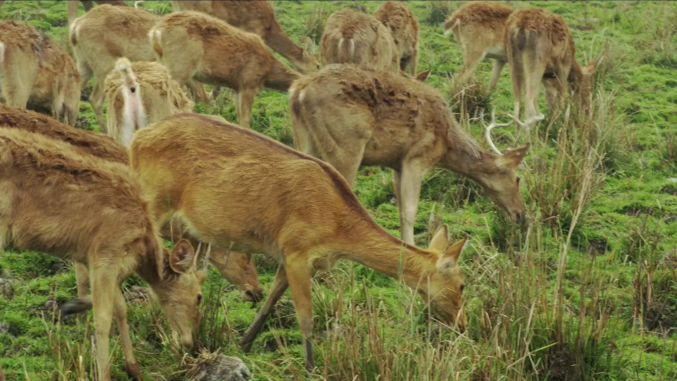 Photo of Kaziranga National Park By Junmoni Kalita