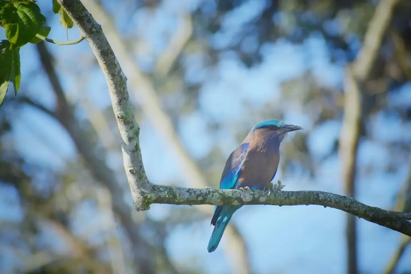 Photo of Kaziranga National Park By Junmoni Kalita