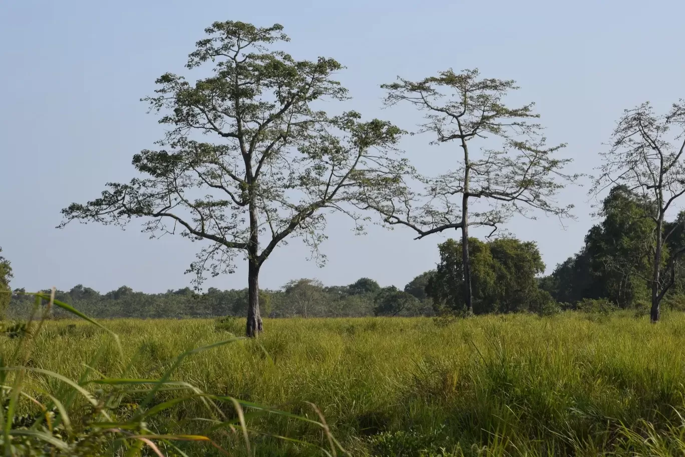 Photo of Kaziranga National Park By Junmoni Kalita