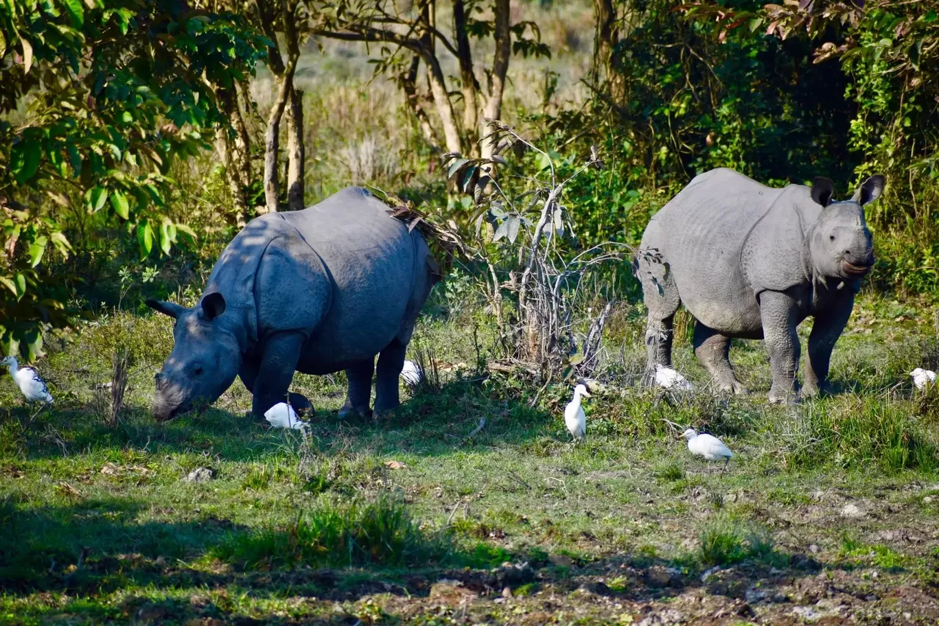 Photo of Kaziranga National Park By Junmoni Kalita