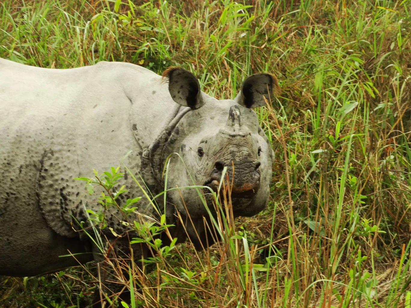 Photo of Kaziranga National Park By Junmoni Kalita