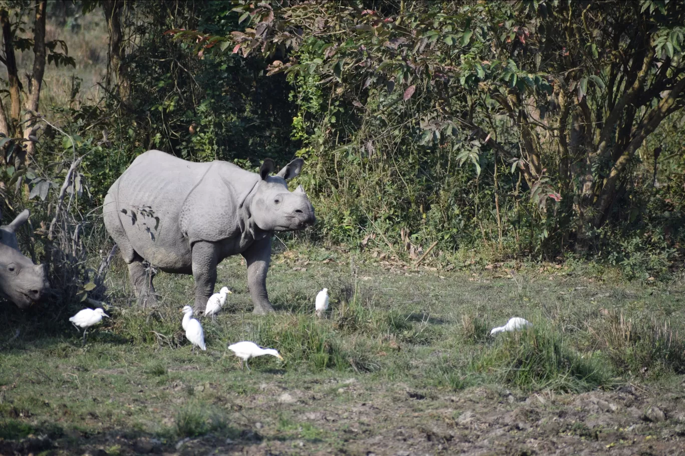 Photo of Kaziranga National Park By Junmoni Kalita