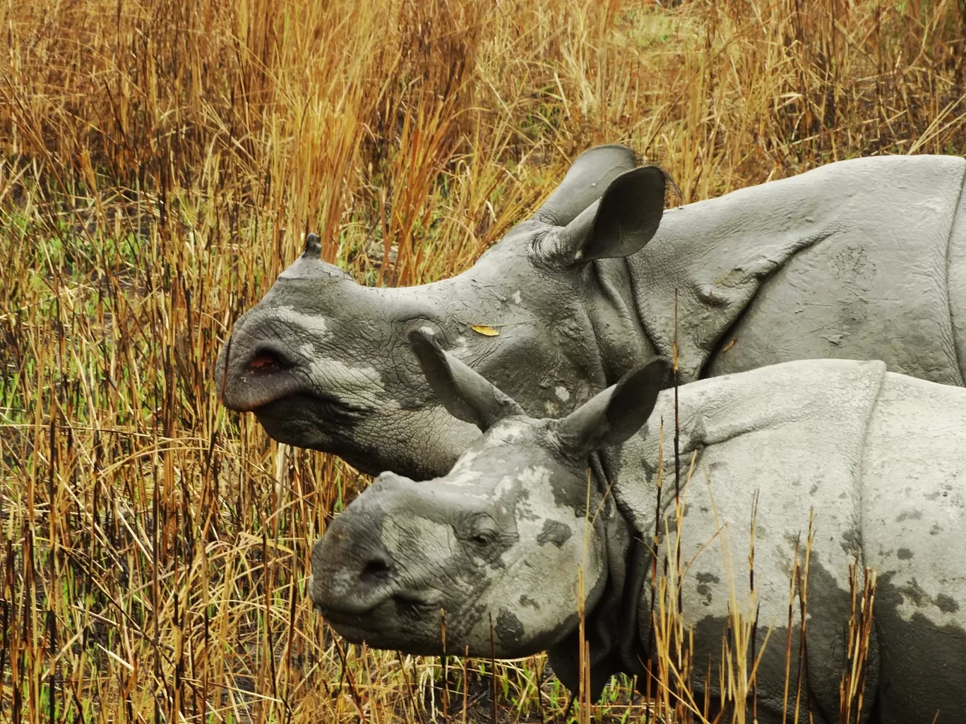 Photo of Kaziranga National Park By Junmoni Kalita
