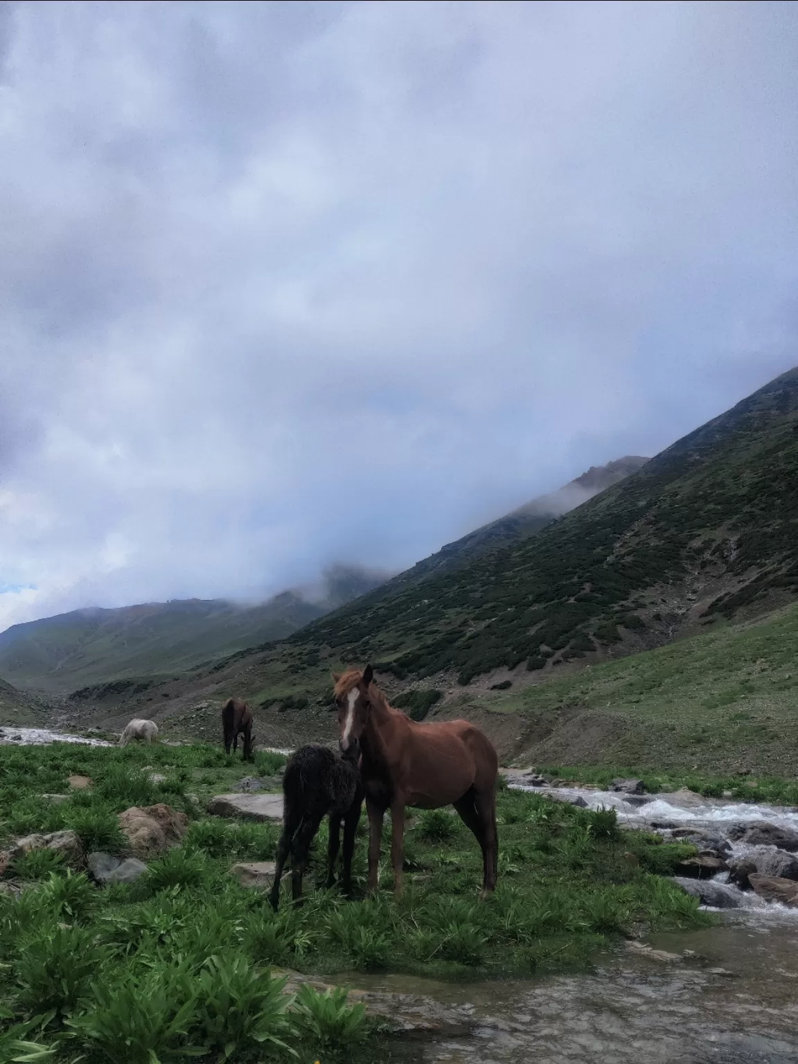 Photo of Kashmir Great Lakes Trek By Prashanth basavareedy