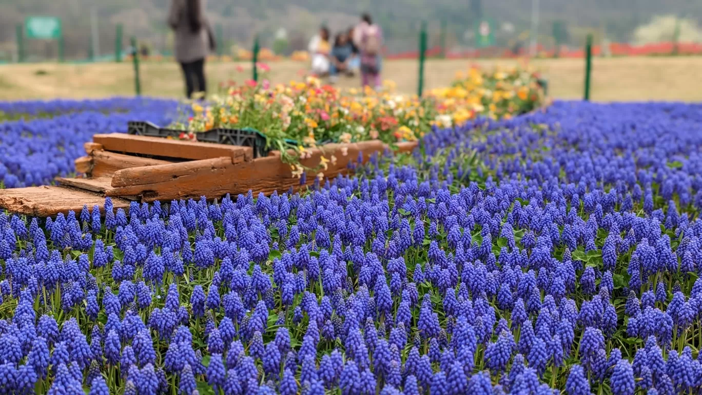 Photo of Srinagar By shiva kumar Racherla