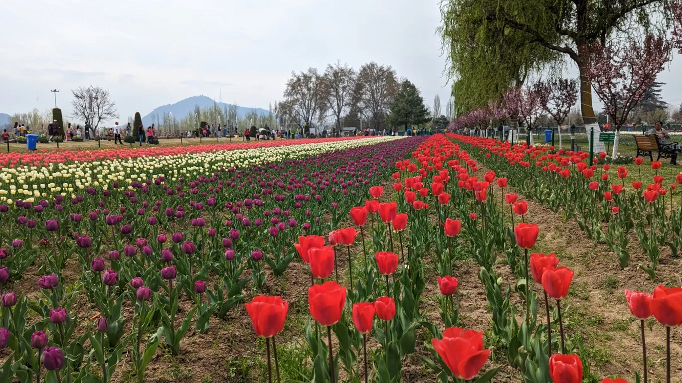 Photo of Srinagar By shiva kumar Racherla