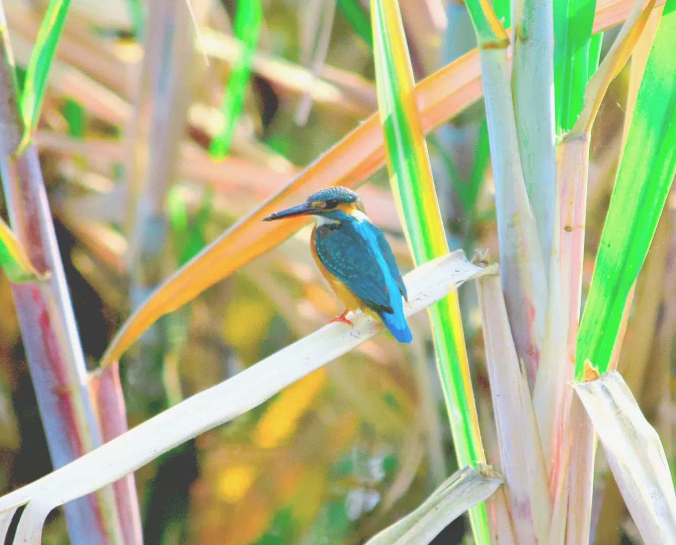 Photo of Bhigwan Bird Sanctuary By kamrankhan112