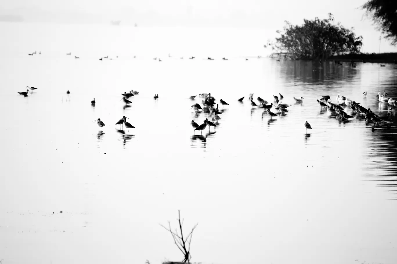 Photo of Bhigwan Bird Sanctuary By kamrankhan112