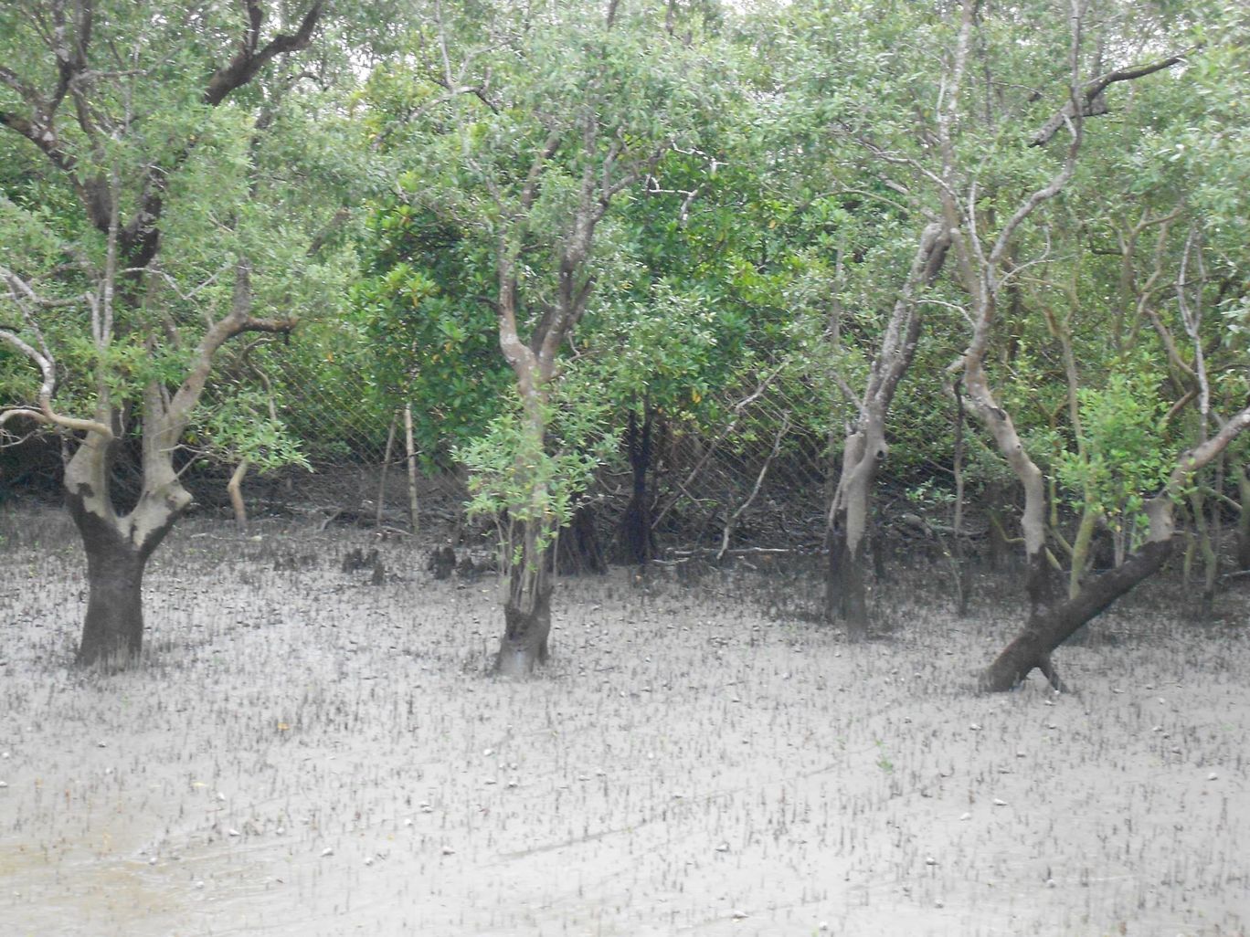 Photo of Sundarban trip. By Ratul Sengupta