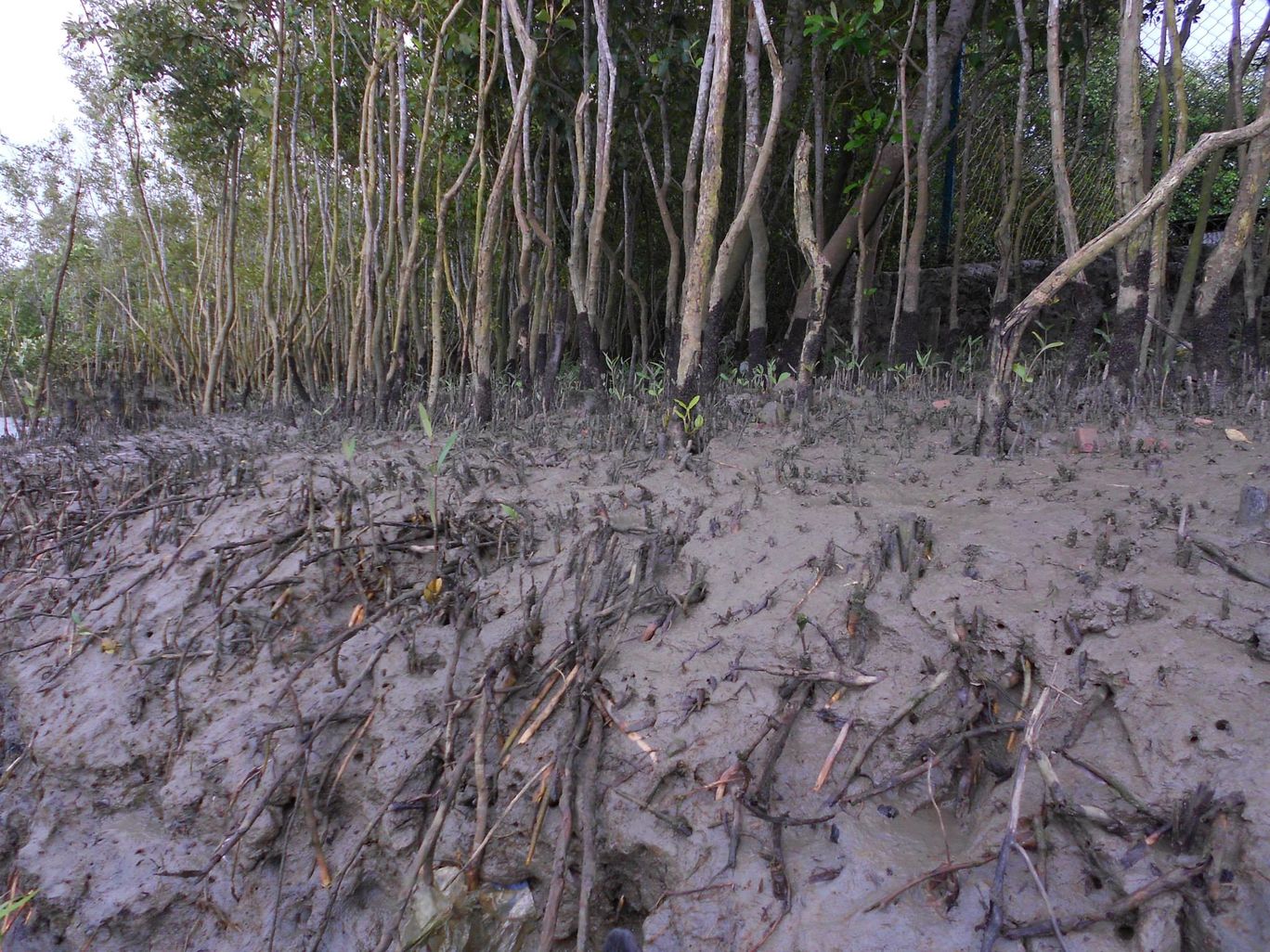 Photo of Sundarban trip. By Ratul Sengupta