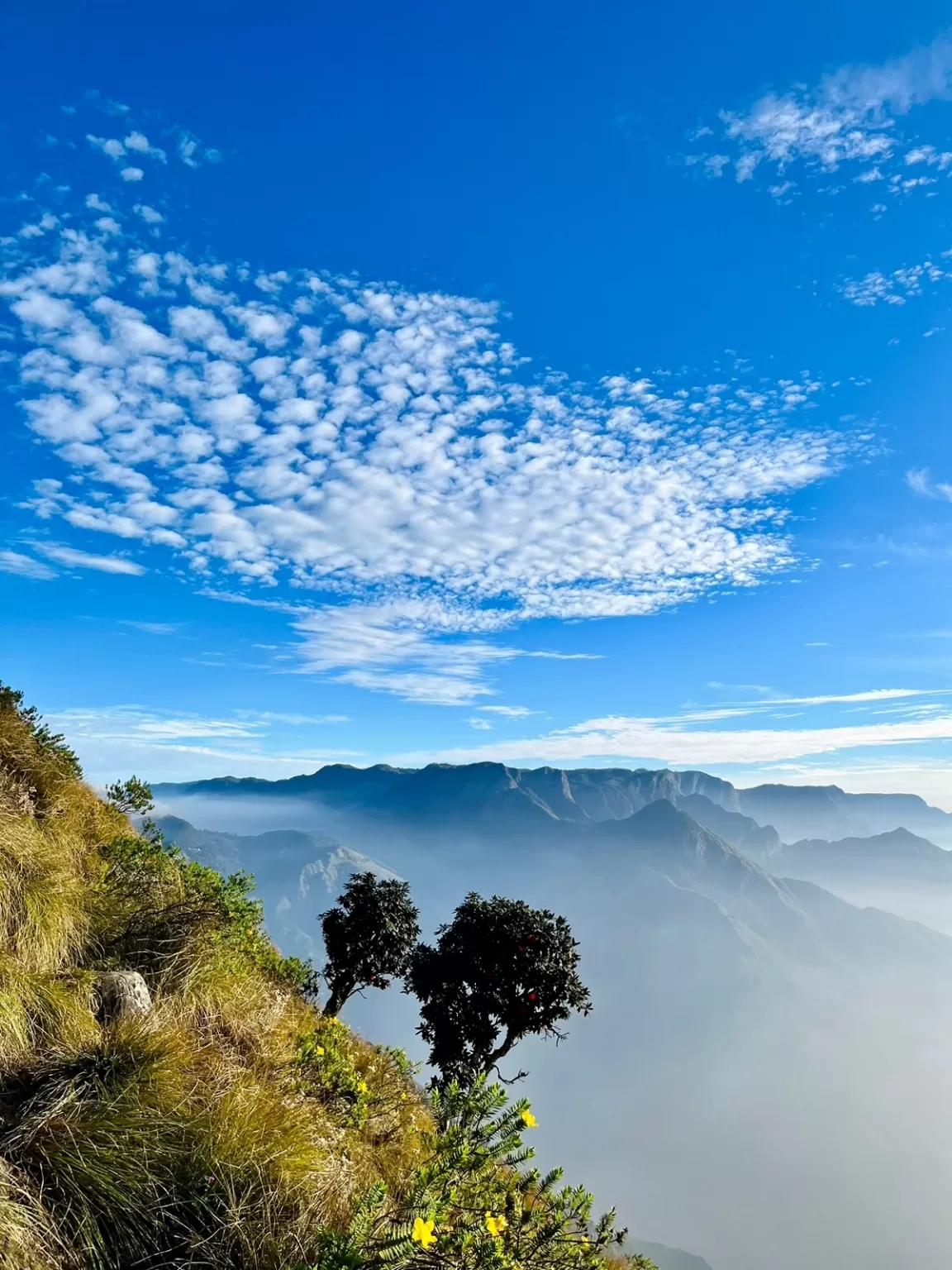 Photo of Kolukkumalai Tea By Vikas Pandita