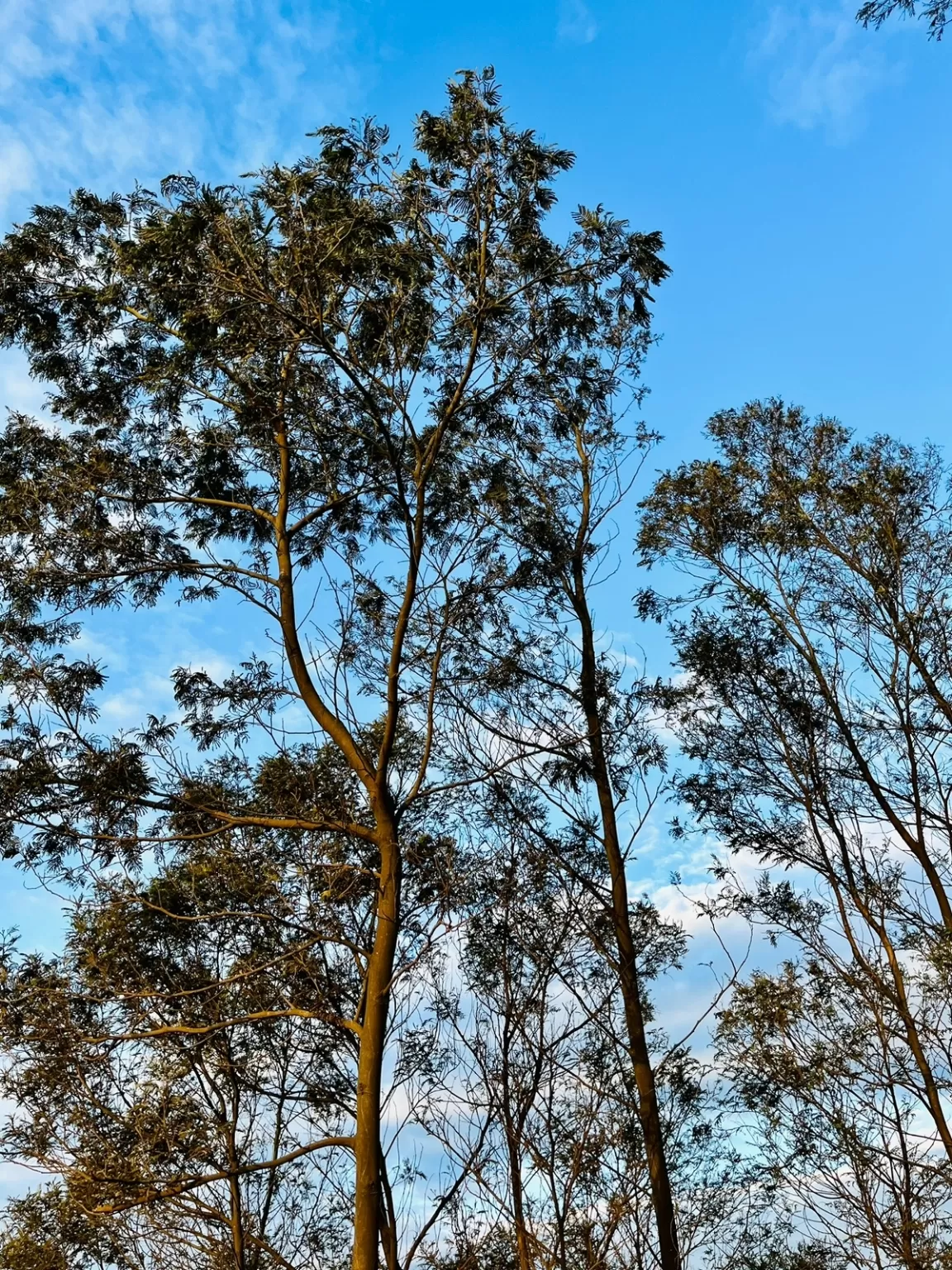 Photo of Kolukkumalai Tea By Vikas Pandita